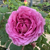 Silk Garment Rose